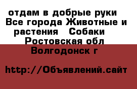 отдам в добрые руки - Все города Животные и растения » Собаки   . Ростовская обл.,Волгодонск г.